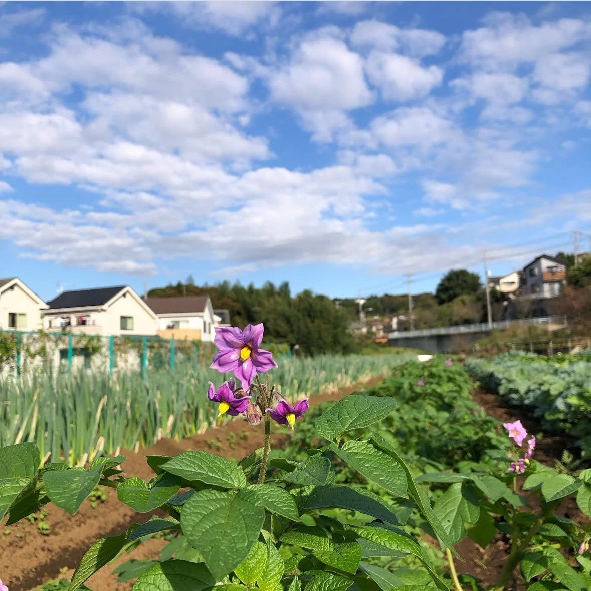 下小山田・図師町農の風景育成地区