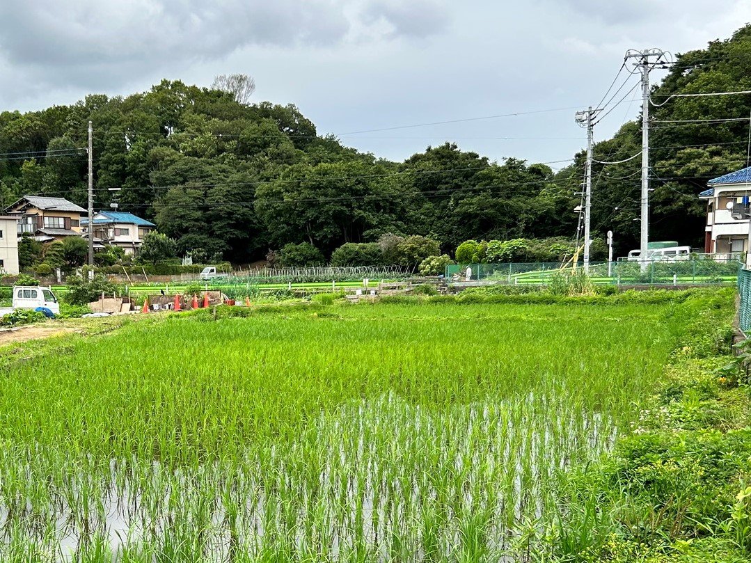 地区内の水田(調布市提供)