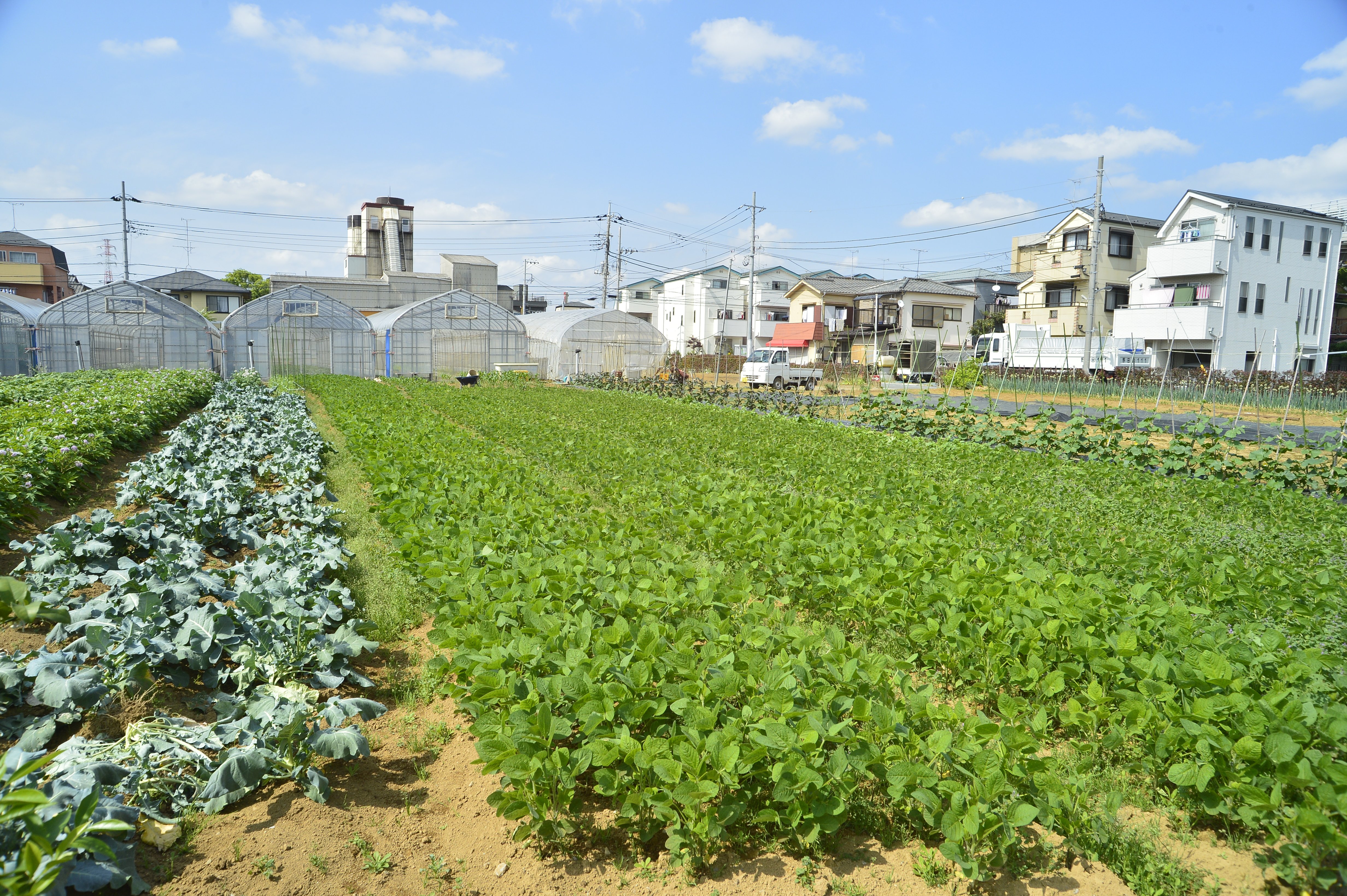 地区内の農地（江戸川区提供）