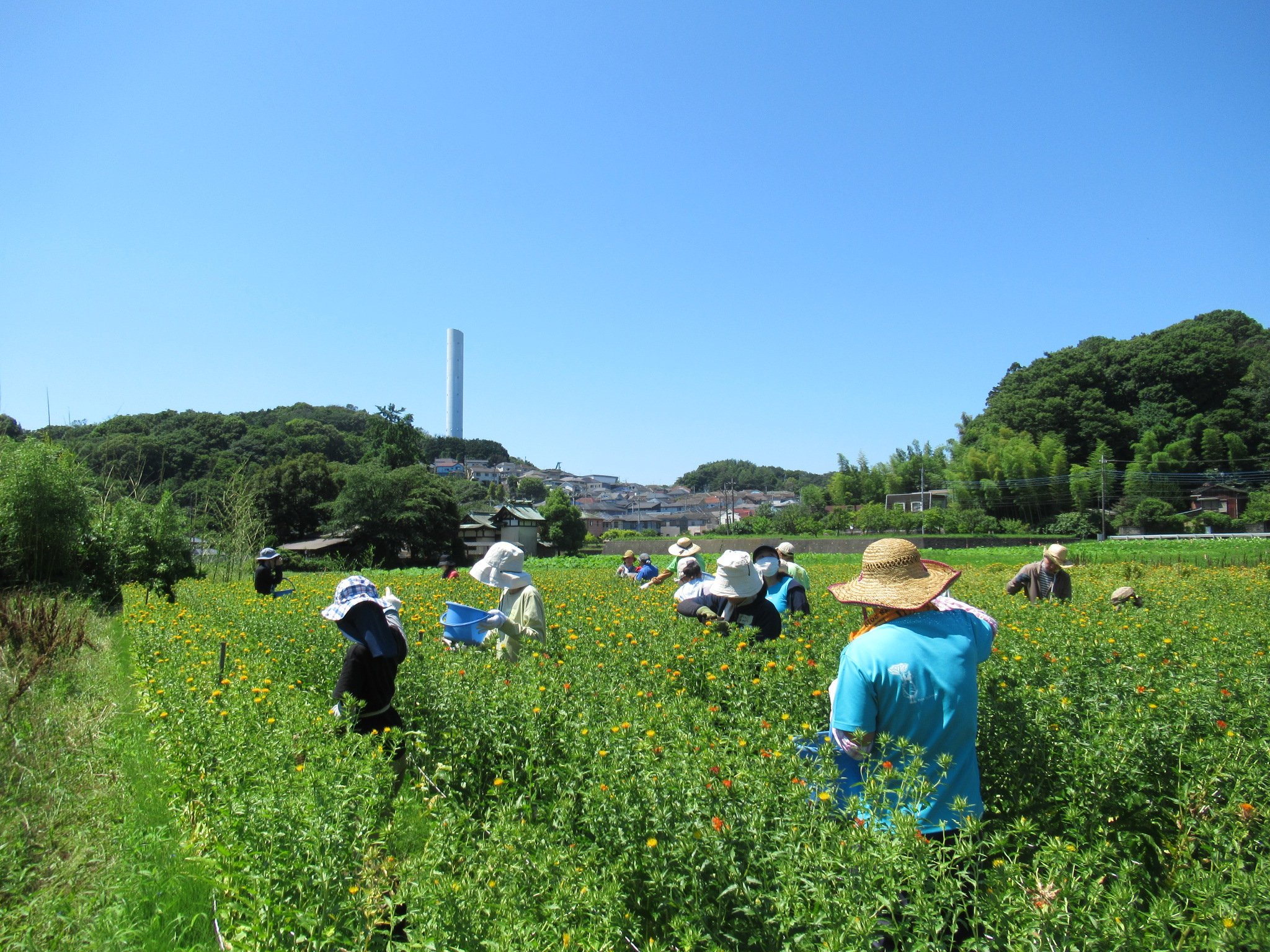 地区内の農地（町田市提供）