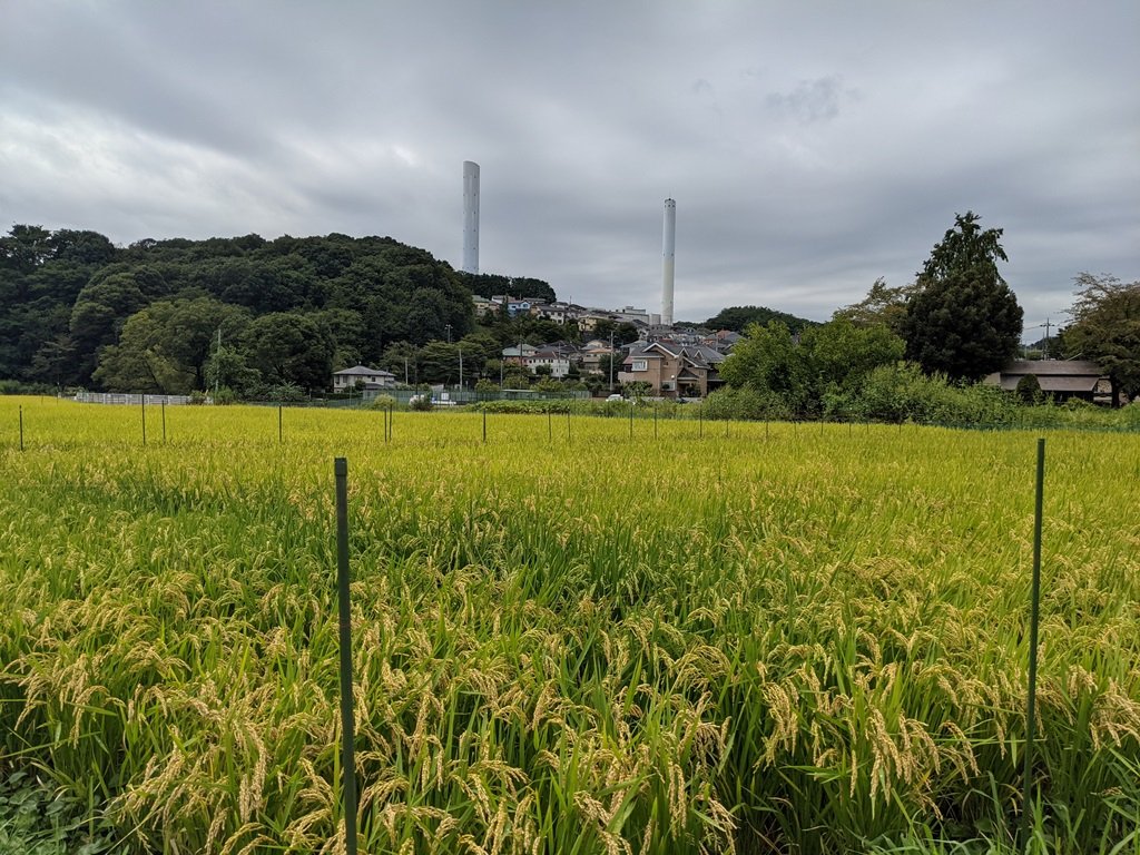 煙突を背景に水田風景(町田市提供)