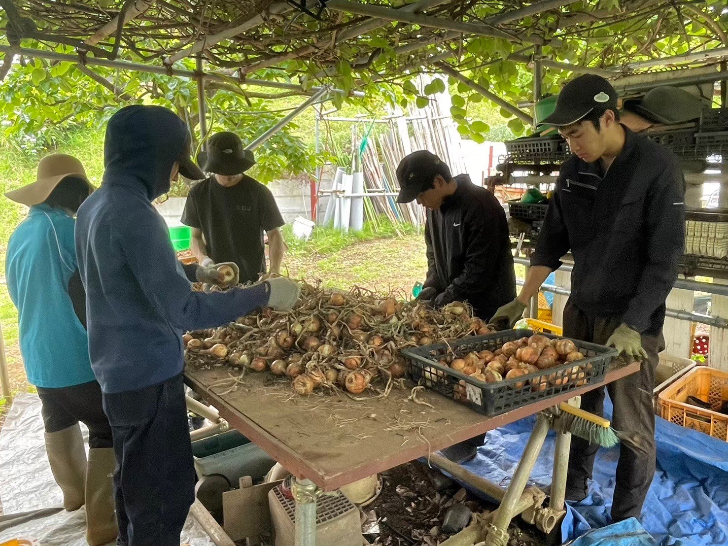農作業の様子（町田市提供）　