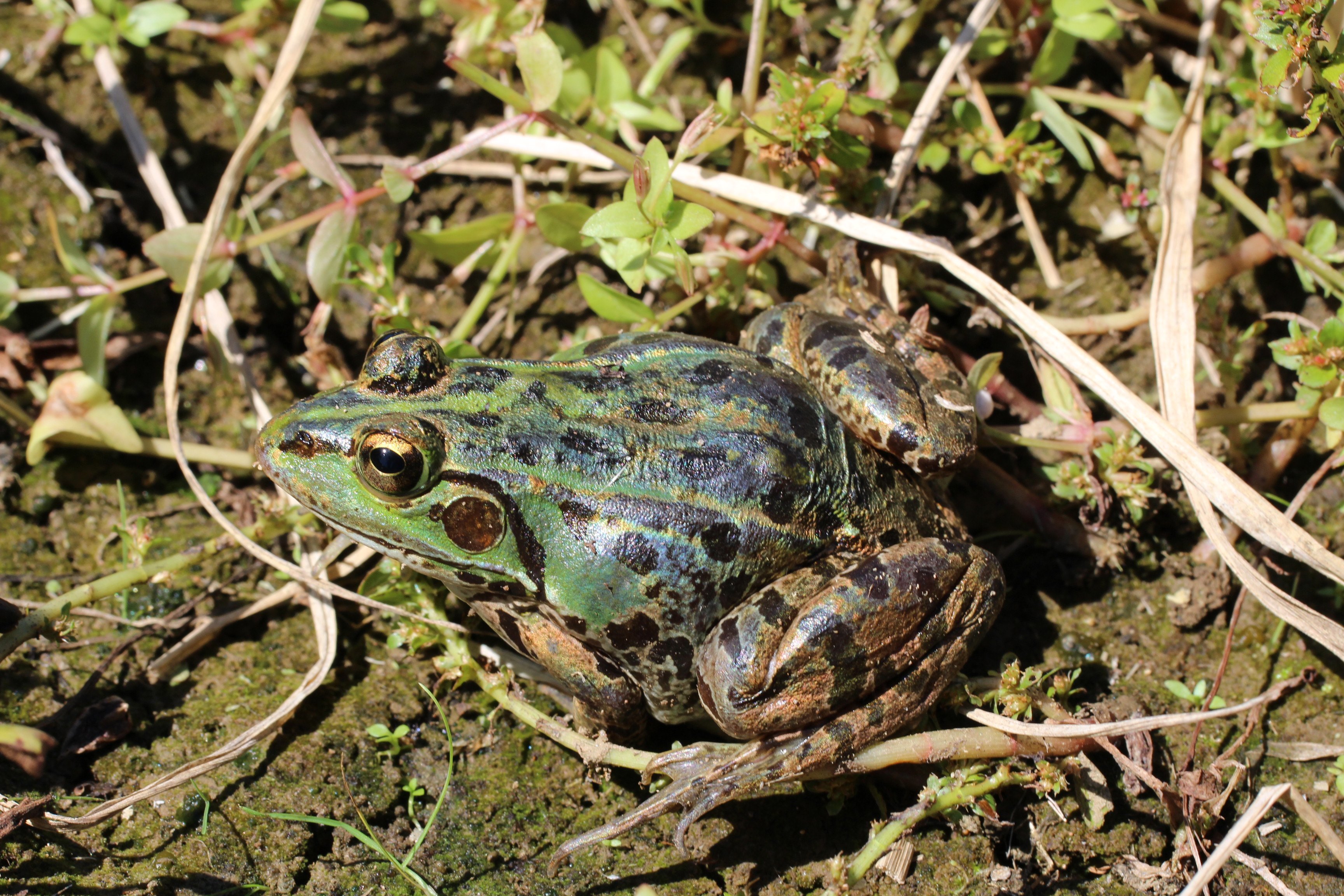 トウキョウダルマガエル